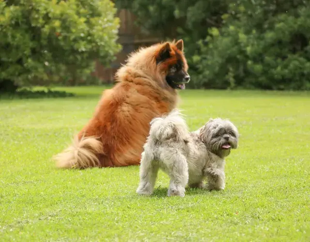 Cachorro de porte grande e porte pequeno no campo
