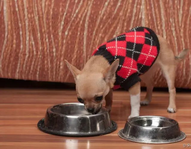 cachorro com casaco