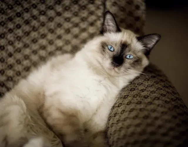 gato sagrado da Birmânia