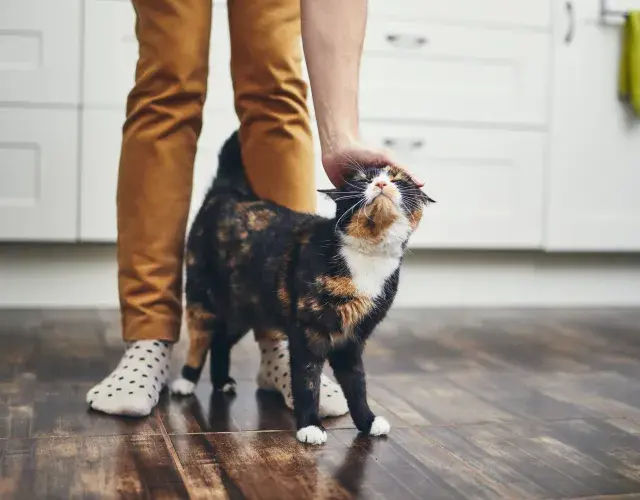 gato se esfregando no dono