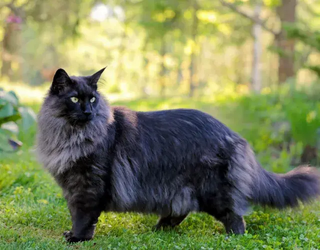 gato norugues da floresta no campo
