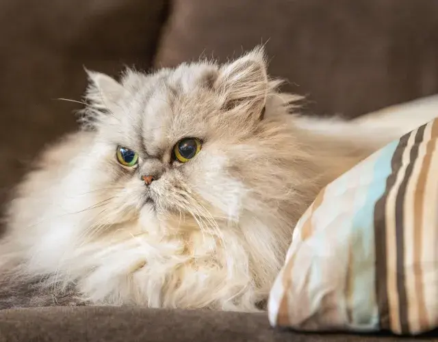 Gato Persa deitado no sofá