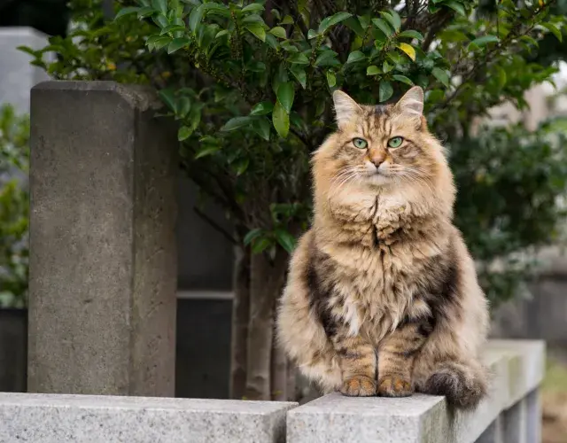 gato siberiano