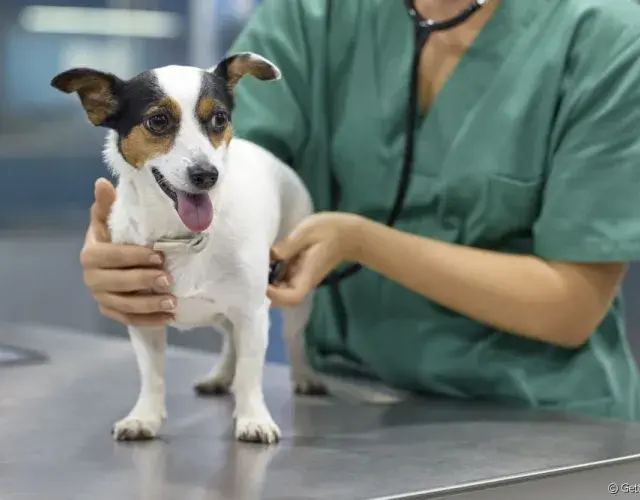 Jack Russiel na mesa do veterinário