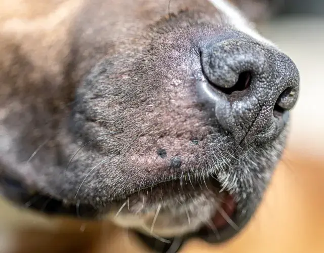La sarna deteriora la calidad de vida de tu perro