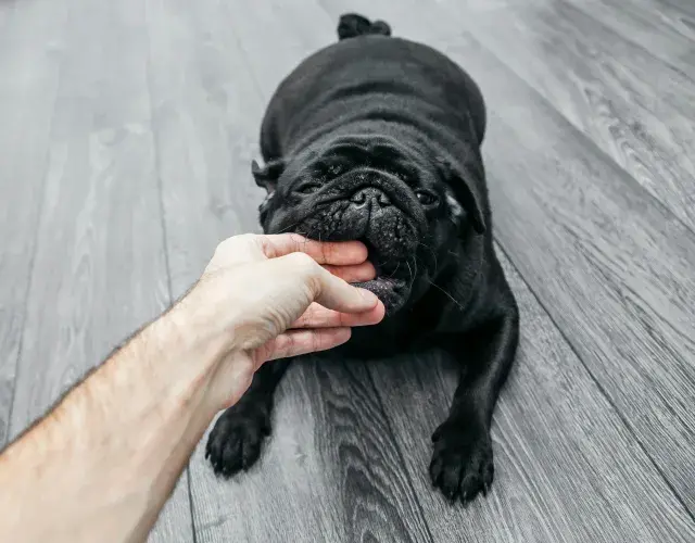 Soñar que un perro te muerde la mano es una advertencia de personas desleales a tu alrededor