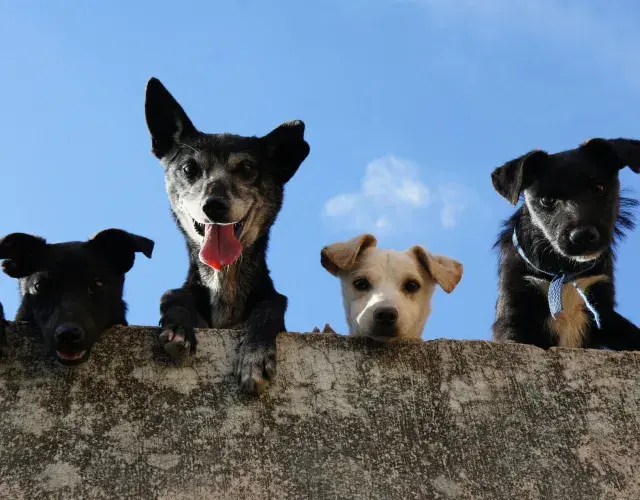 Para saber qué significa soñar con un perro, debes analizar el sueño completo y tu situación actual