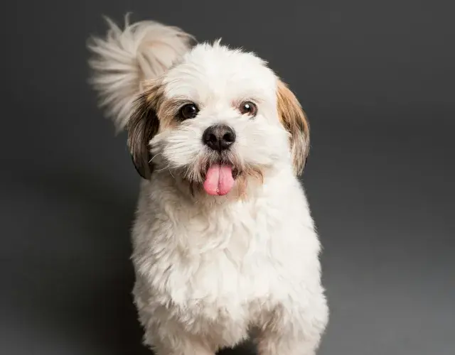 El significado de soñar con un perro también varía según el comportamiento del animal