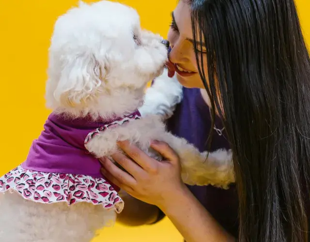 Qué significa soñar con perros: si en el sueño te lame la mano, es señal de prosperidad