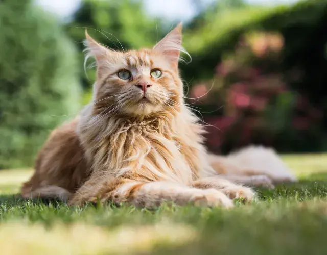 maine coon deitado na grama