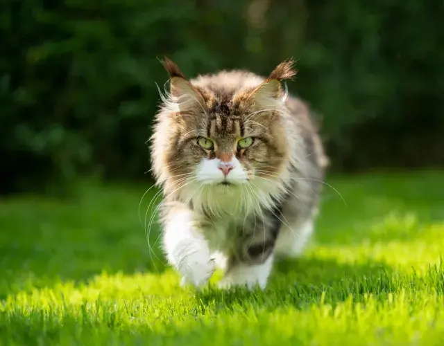 maine coon na floresta