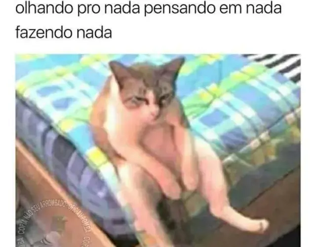 meme de gato