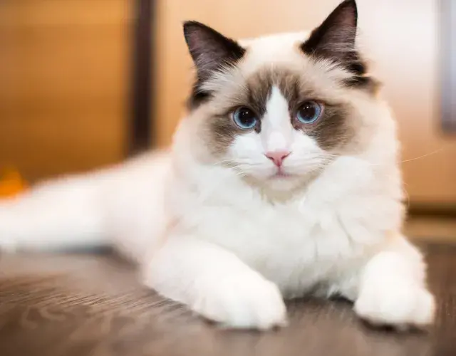 Ragdoll gato deitado no sofá