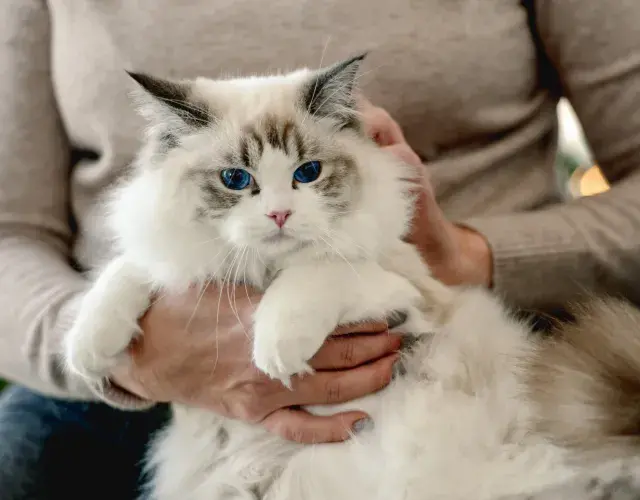 gato Ragdoll