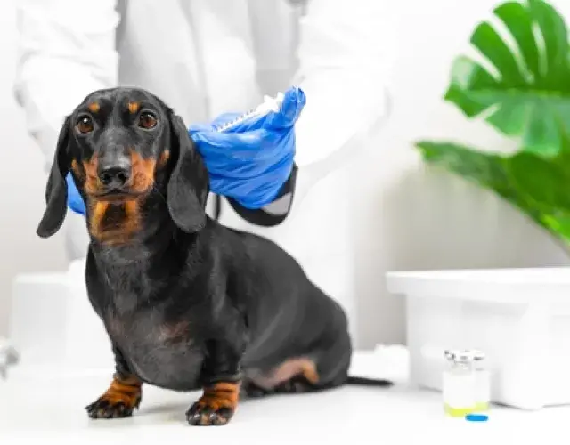 La vacuna del cachorro debe reforzarse anualmente para garantizar la protección. ¡No dejes que se retrase!