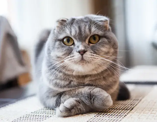 Gato da raça scottish fild
