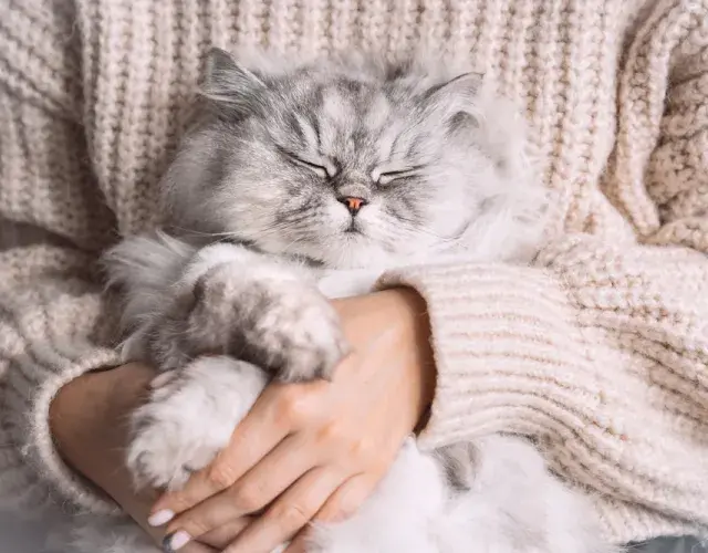 Gato Persa