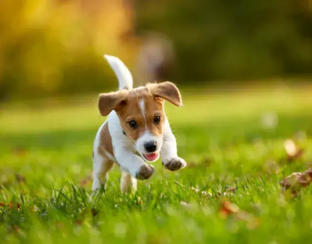 jack russel