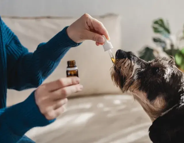 Los tranquilizantes para perros, ya sean fármacos o sustancias naturales, necesitan un control profesional