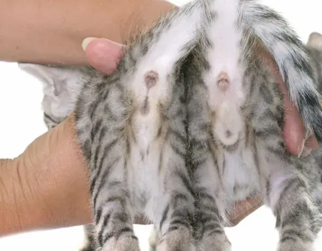 Cómo saber si un gato es macho o hembra: fíjese en la distancia entre los órganos (a la izquierda es hembra; a la derecha, macho)