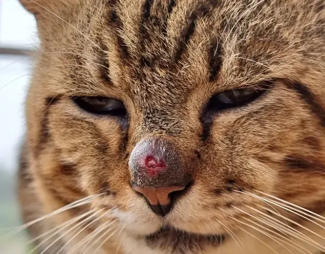  La esporotricosis felina puede llegar a casos muy graves. Las heridas en gatos necesitan tratarse con medicamentos específicos y, en algunos casos, incluso antibióticos