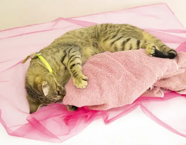 El gato esponjando al dueño puede ser una forma de decir “te amo” a su mascota humana