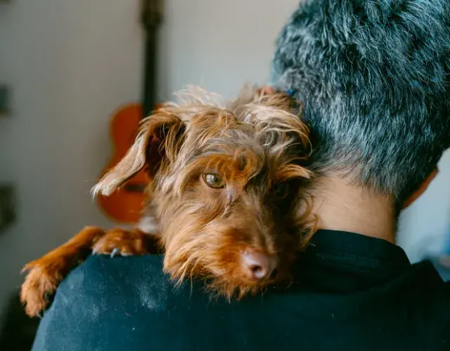 No fomentes el abandono de perros e infórmate sobre dónde y cómo donar el animall
