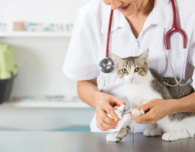 Los gatos con problemas renales necesitan un seguimiento regular por parte del veterinario