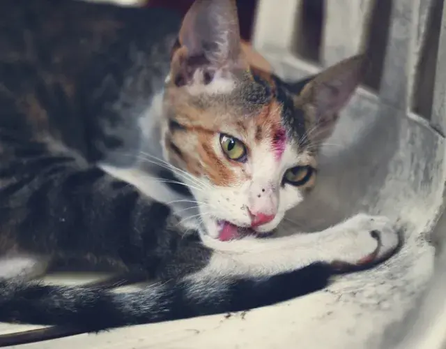 El remedio casero para herida de gato no existe! ¡Lleva siempre a tu bichito al veterinario!