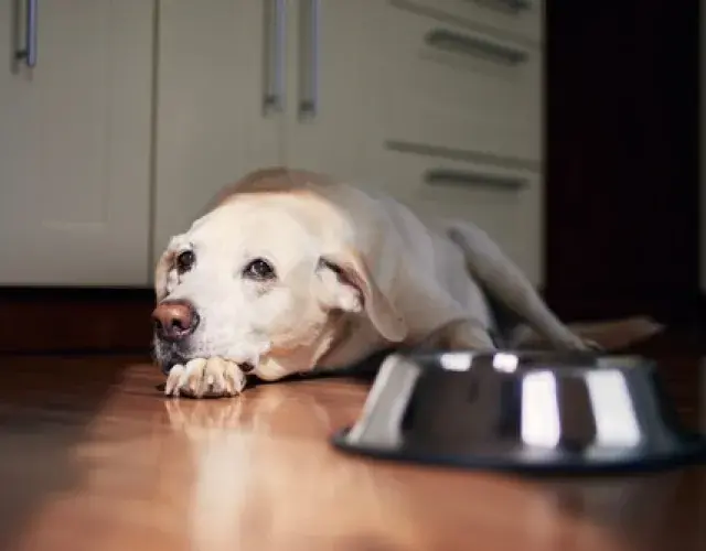 Las enfermedades transmitidas por garrapatas pueden hacer que su perro no quiera comer