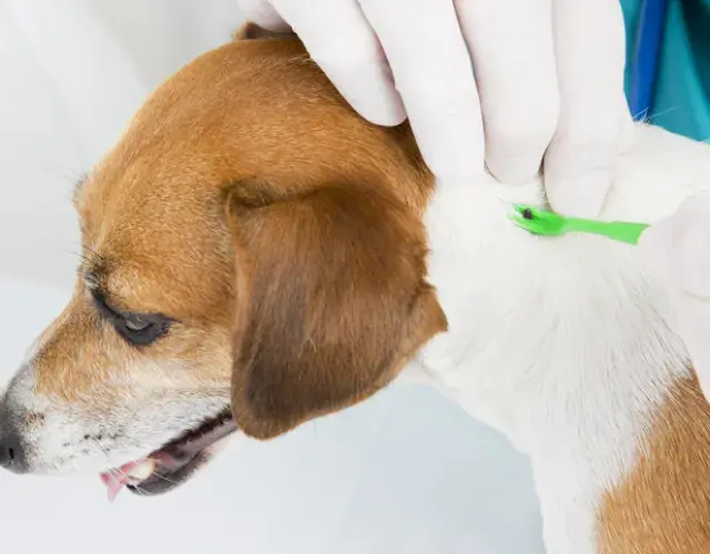 ¿Cómo curar la enfermedad de la garrapata? El perro necesita atención médica