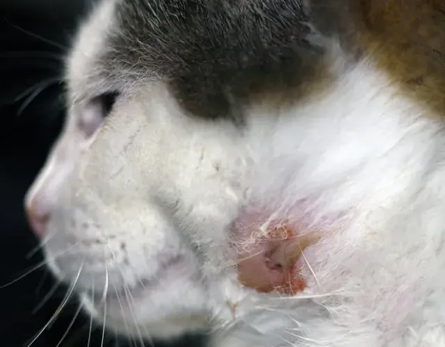 Las heridas en gatos pueden provenir de esporotricosis felina. Presta atención al surgimiento de lastimaduras en el pelo y en el rostro de tu mascota