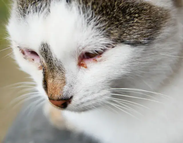 Heridas en gato: ¡la esporotricosis progresa con rapidez por lo que el tratamiento debe ser inmediato!