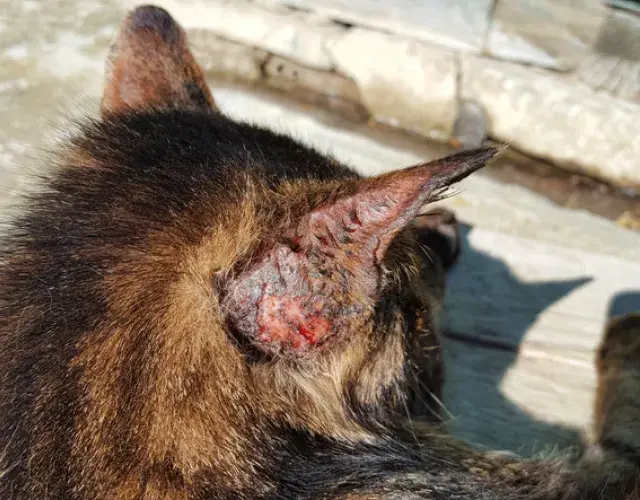 La herida en la oreja del gato también es una marca de la enfermedad que afecta toda la salud y el bienestar del bichito