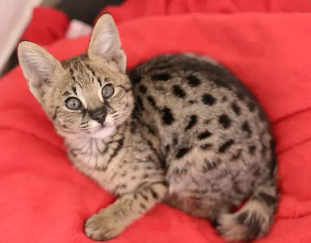 Savannah cat: cuanto más domesticado y lejos del Serval, más dócil y cariñoso será el felino