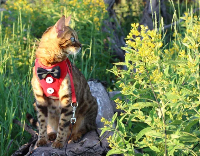 La raza de gato Savannah: desde cachorrito, este peludo ya puede comenzar a usar colla