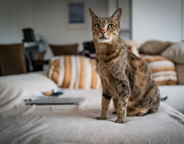 Gato Savannah F1: este peludo tiene más características del Serval que los otros