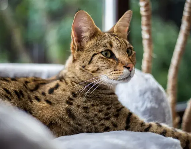El gato Savannah de la generación F2 aún mantiene buena parte del comportamiento salvaje