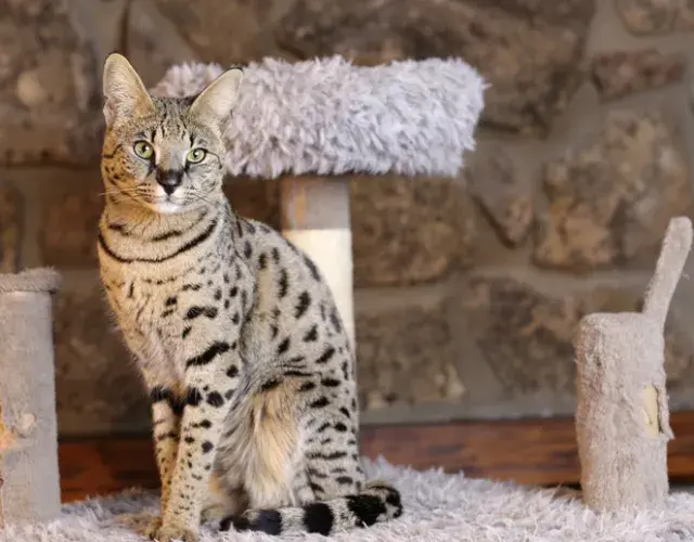 Serval doméstico F3: es un poco más parecido al felino doméstico, pero conserva un lado salvaje