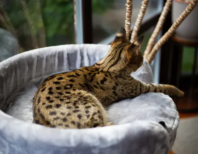 Generación F4: gato Savannah más grande que los domésticos, pero se parece menos al Serval