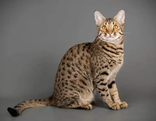 Gato Savannah F5: ya casi no tiene ninguna similitud con el Serval