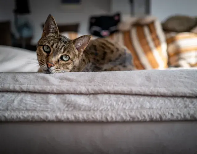 El gato más caro del mundo: la generación F1 de la raza Savannah puede costar hasta 50.000 reales