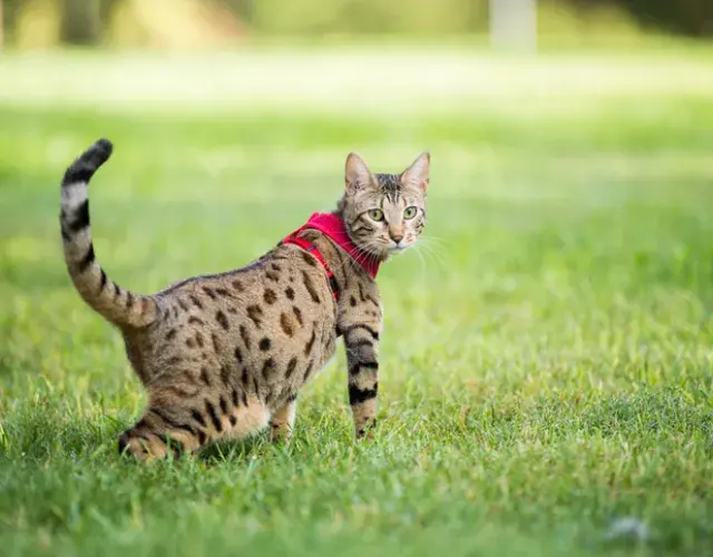 Al gato Serval o raza Savannah le gusta pasear y se adapta fácilmente al collar