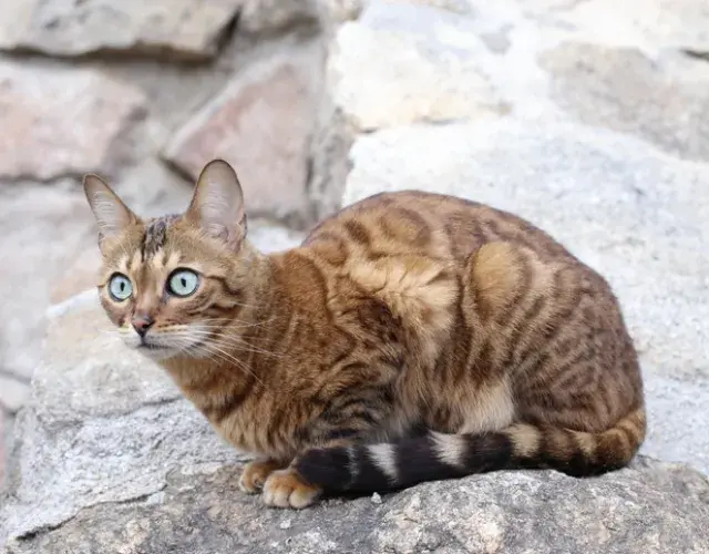 El gato Savannah mantiene algunos instintos naturales, como el de explorar el lugar
