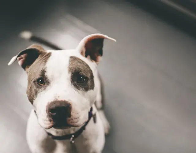 Tipos de pitbull: El Red Nose es uno de los subtipos del American Pitbull Terrier, conocido popularmente por su hocico rojizo.