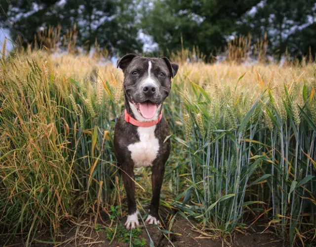 Al igual que los otros tipos de Pitbull, el Staffordshire Bull Terrier es amistoso y sociable