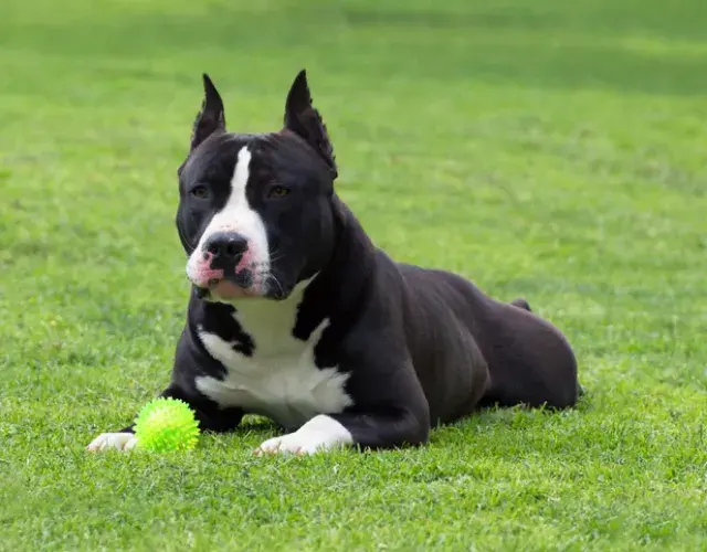 El American Staffordshire Terrier requiere paseos diarios para mantenerse feliz y sano