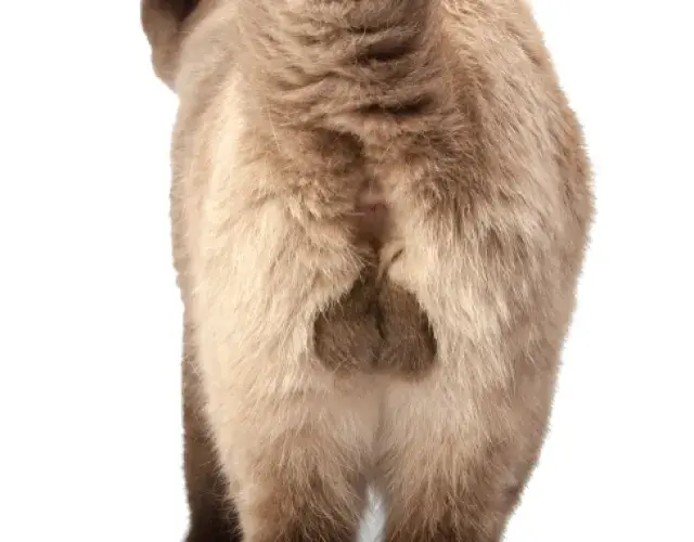 Cómo saber si el gato es macho: a la mascota esterilizada se le han extirpado los testículos y el aspecto es el de una pequeña bolsa vacía