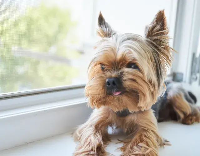 El Yorkshire mini sólo sirve para identificar a los perros más pequeños que el estándar