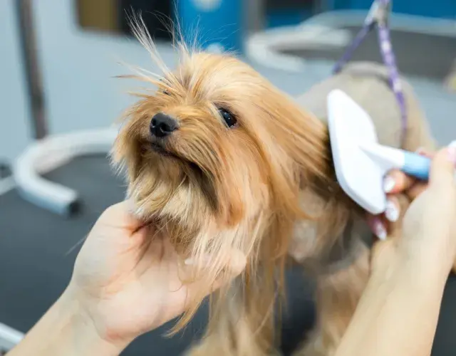 El pelaje del perro Yorkshire suele ser largo, sedoso, suave, fino y brillante